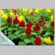 Celosia_plumosa.html