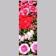 Dianthus_chinensis.html