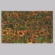 Gaillardia_pulchella1.html