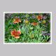 Gaillardia_pulchella2.html