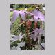 Ricinus_communis.html