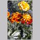 Tagetes_patula.html