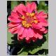 Zinnia_elegans.html