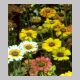 chrysanthemum_carinatum1.html