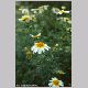 chrysanthemum_coronarium.html