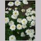 chrysanthemum_parthenium.html