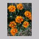 gazania_splendens.html