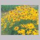 rudbeckia_bicolor.html