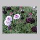 scabiosa_atropurpurea2.html