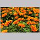 tagetes_erecta1.html