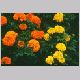 tagetes_erecta2.html