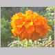 tagetes_erecta.html