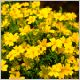 tagetes_tenuifolia1.html