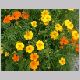 tagetes_tenuifolia.html