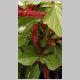 Acalypha_hispida.html