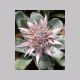 Aechmea_fasciata.html