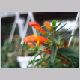 Aeschynanthus_speciosus2.html