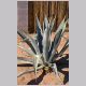 Agave_americana.html