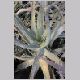 Aloe_arborescens.html