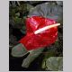 Anthurium_andreanum.html