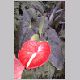 Anthurium_scherzerianum.html