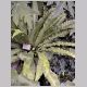 Asplenium_nidus.html