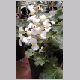 Begonia_masoniana.html