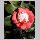 Camellia_Japonica.html