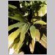 Cordyline_terminalis.html