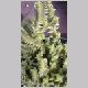 Crassula_lycopodioides.html