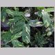 Ctenanthe_lubbersiana.html