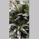 Dracaena_deremensis.html