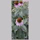 Echinacea_purpurea.html