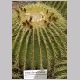 Echinocactus_grusonii.html