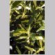 Euonymus_japonica.html