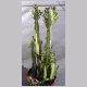 Euphorbia_trigona.html