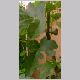 Ficus_carica.html