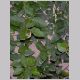 Ficus_pumila.html