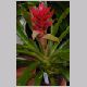 Guzmania_Neon.html