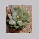 Haworthia_cymbiformis.html