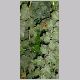 Hedera_helix.html