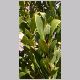 Laurus_nobilis.html