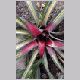 Neoregelia_carolinae.html