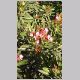 Nerium_oleander.html