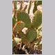 Opuntia_microdasys.html