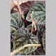 Peperomia_caperata.html