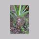 Philodendron_selloum.html