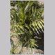 Phoenix_canariensis.html