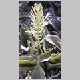 Sansevieria_hyacinthoides.html