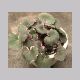 Saxifraga_stolonifera_Tricolor.html